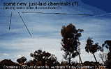 Photo of Chemtrails over Canberra, Australia, 2 November 2001